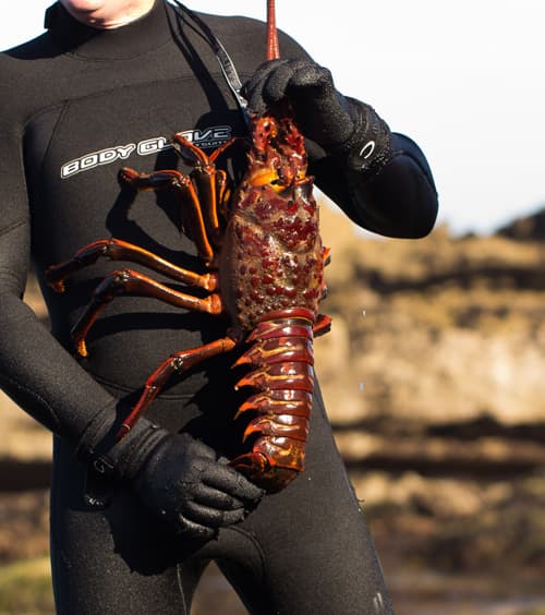 A wetsuit-clad person holding a large California spiny lobster.