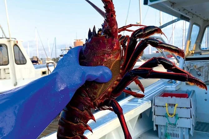 A blue-gloved hand holding a California spiny lobster beside a boat’s rail.