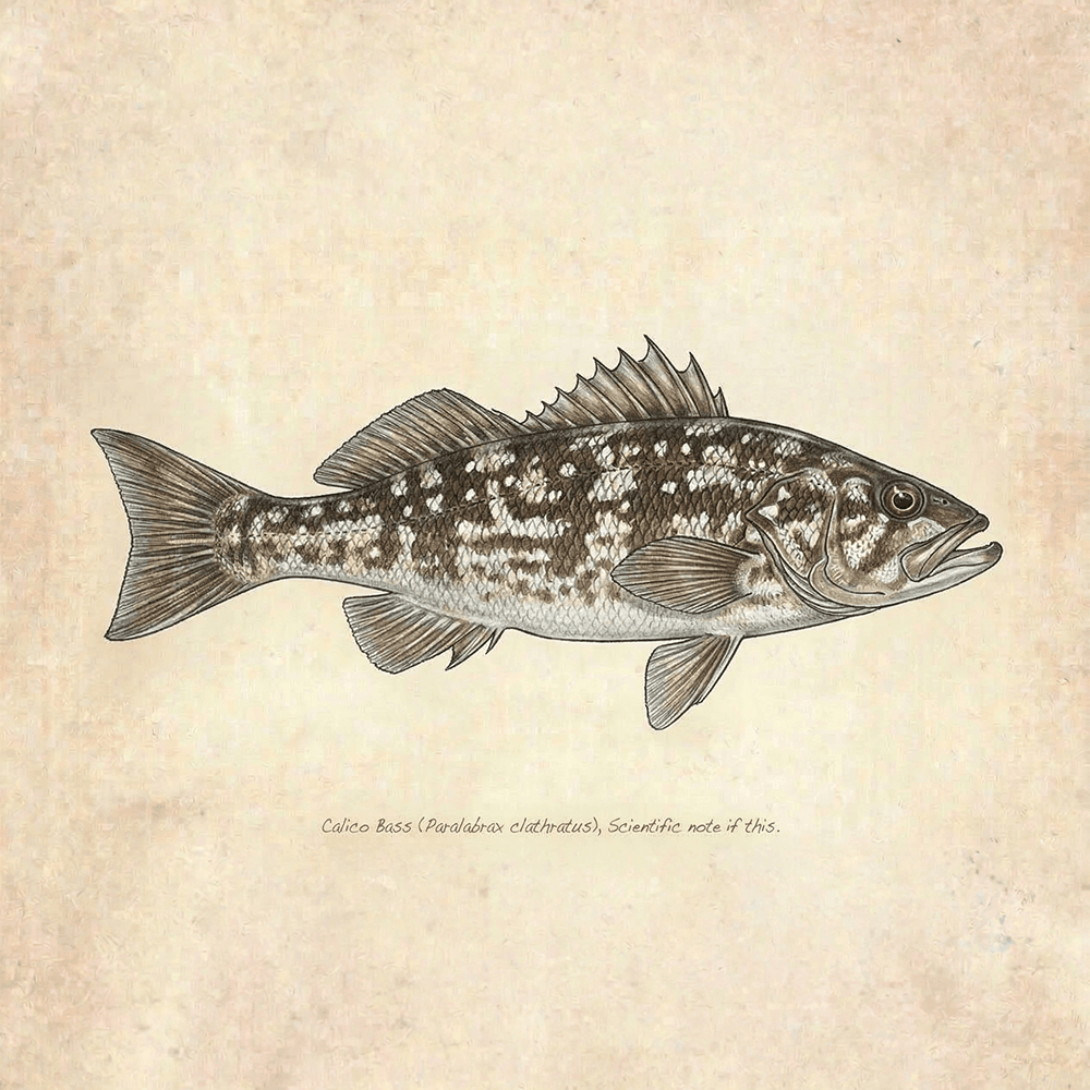Calico Bass