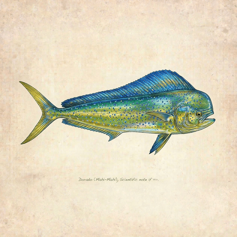 Dorado (Mahi-Mahi)