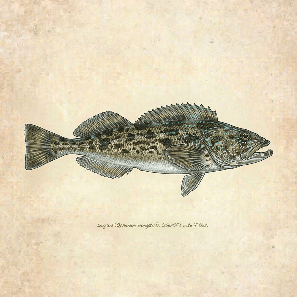 Lingcod
