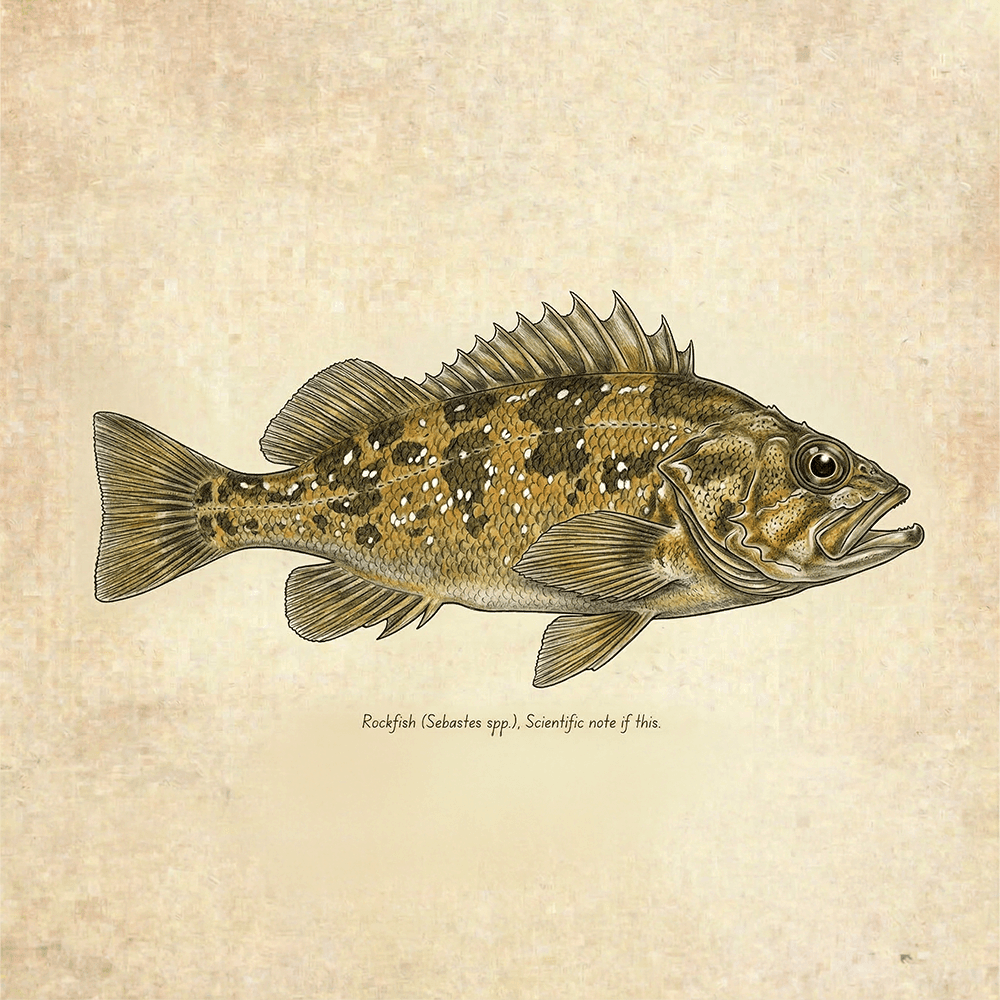 Rockfish