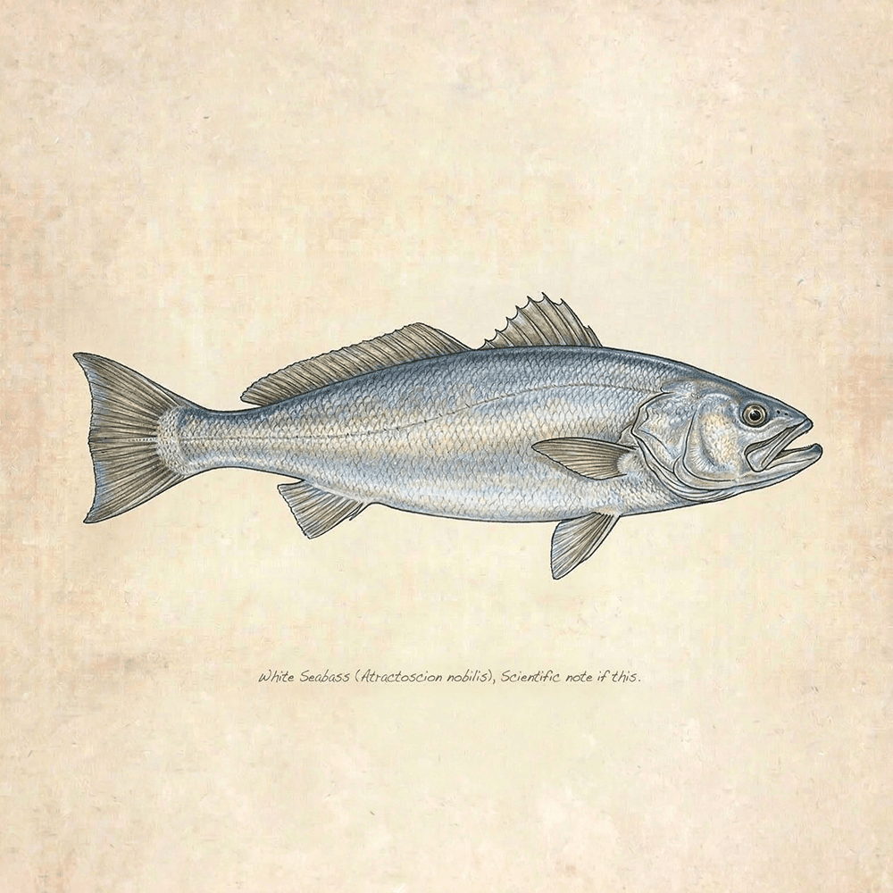 White Seabass
