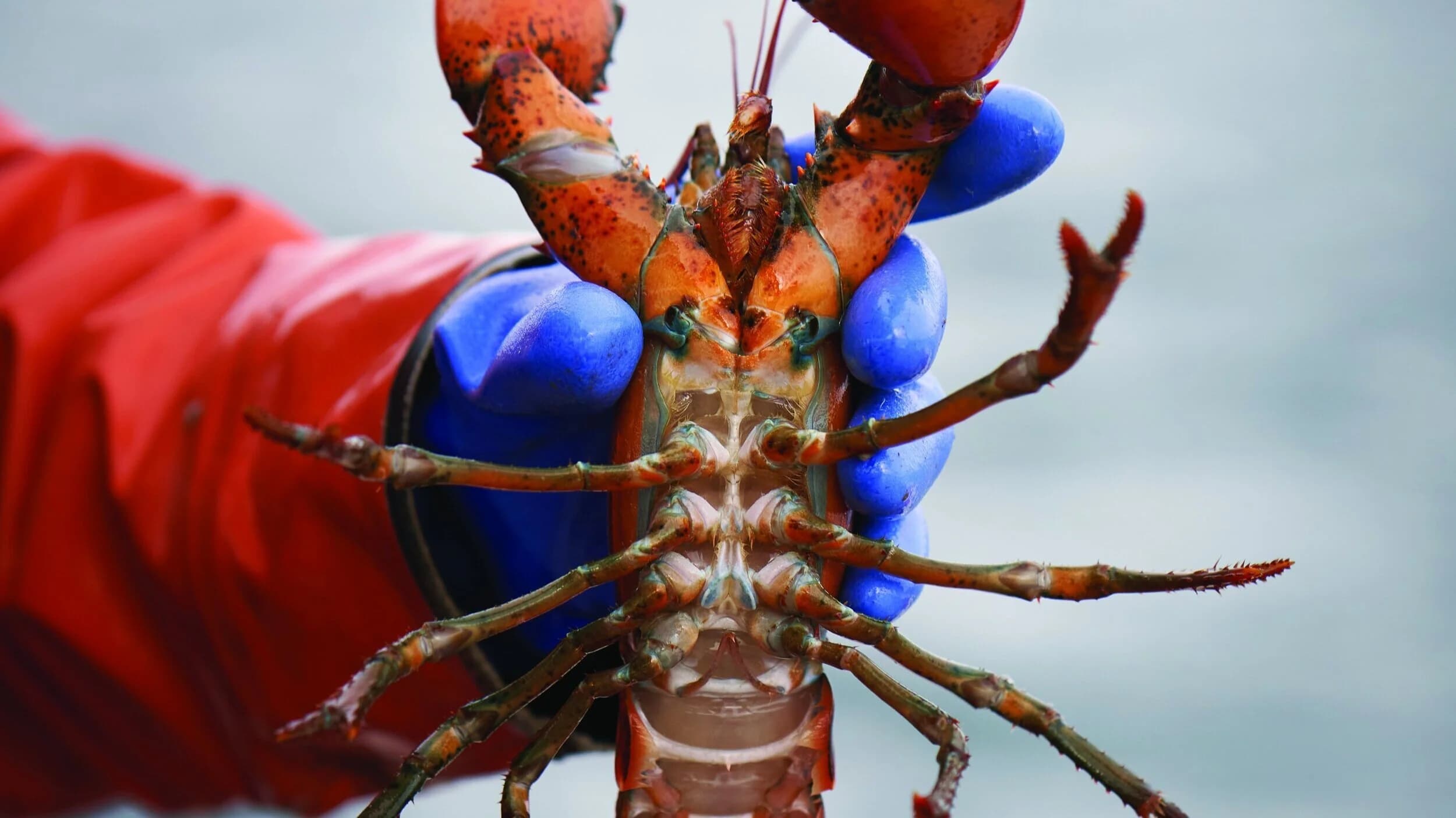 Seasonal Lobster Charter